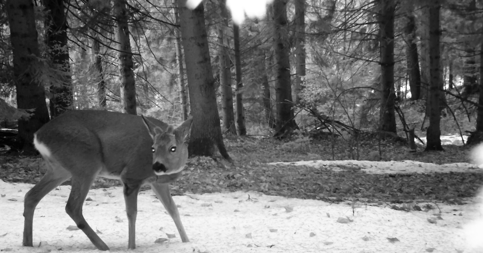 Deer-Carpathia