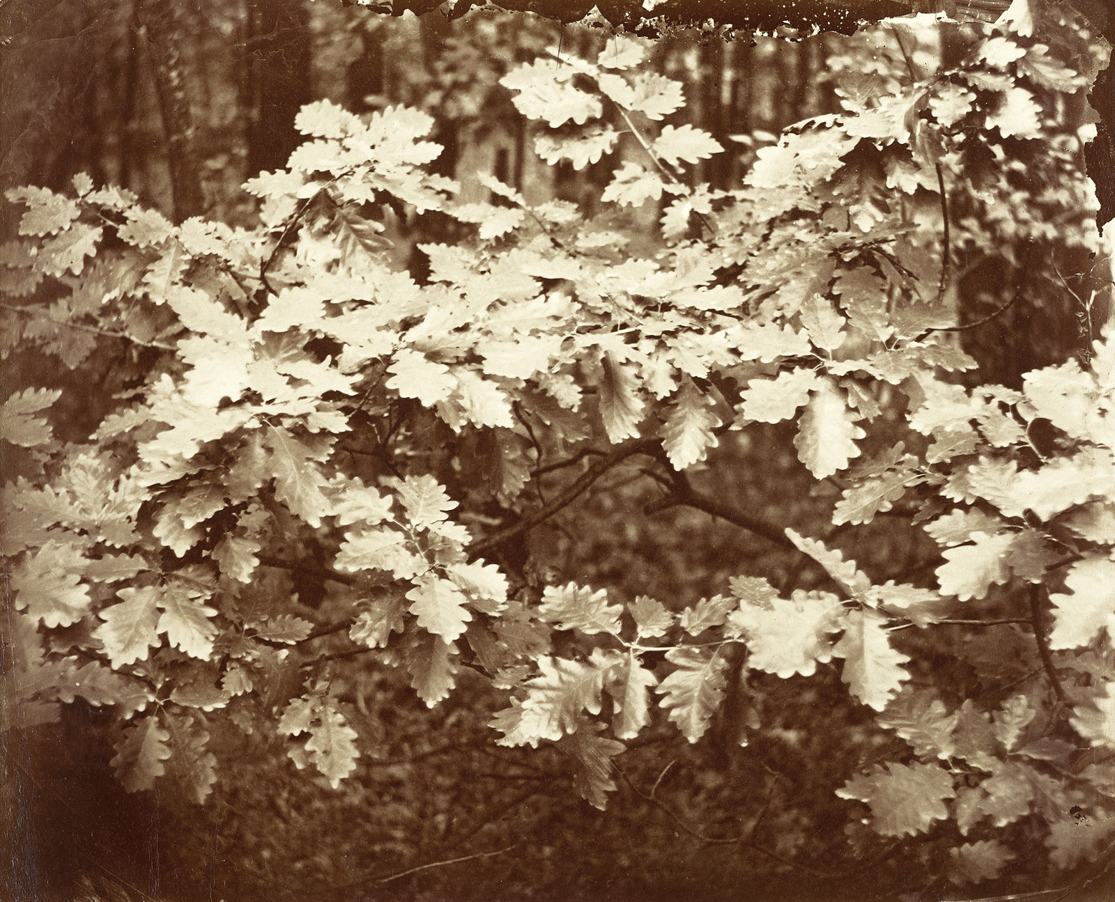 August Kotzsch: Führung durch die Sonderausstellung