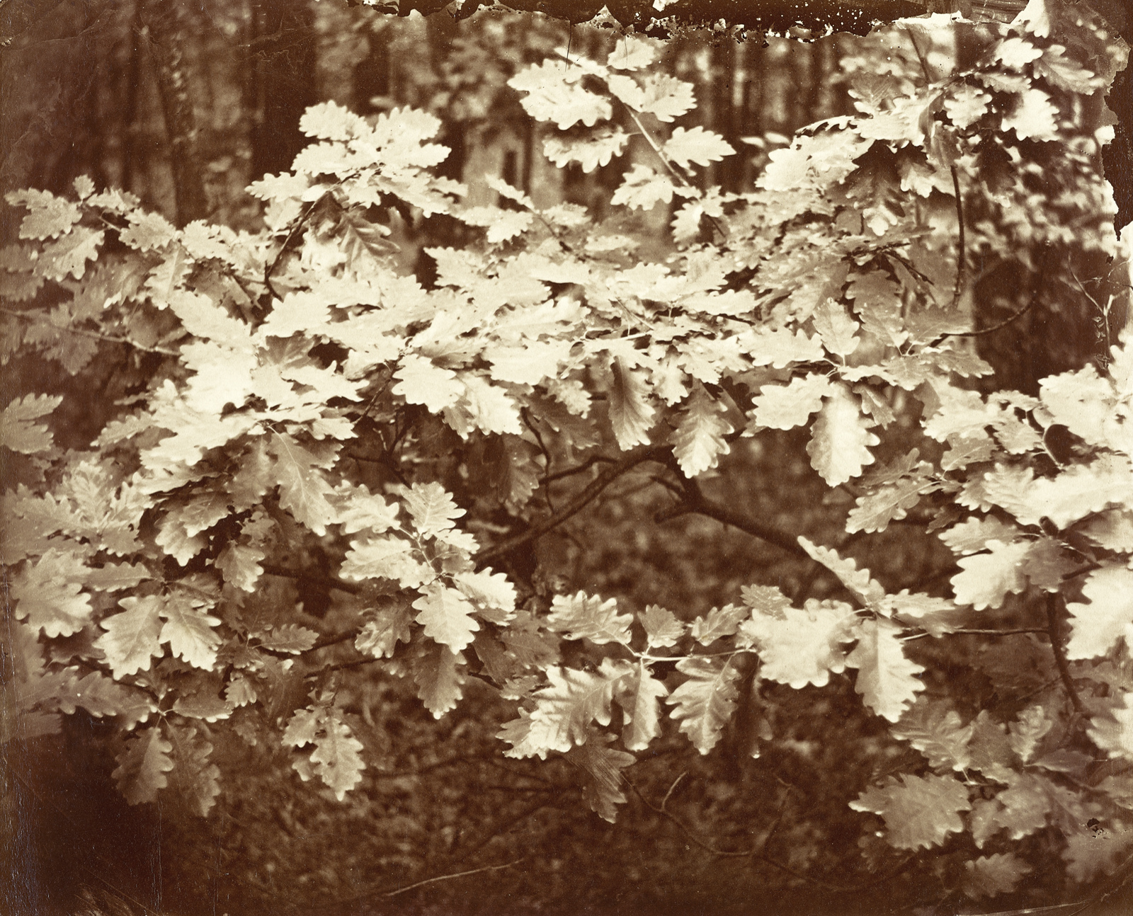 August Kotzsch: Führung durch die Sonderausstellung