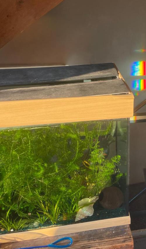 AUFTAKELN  abtakeln  // Meisterschüler:innenklasse Brandmeier der HfBK Dresden // Ausstellung mit Klara Schnieber _ Angelina Seibert _ Felix Sondermann _ Misato Takakura __ Prof. Monika Brandmeier